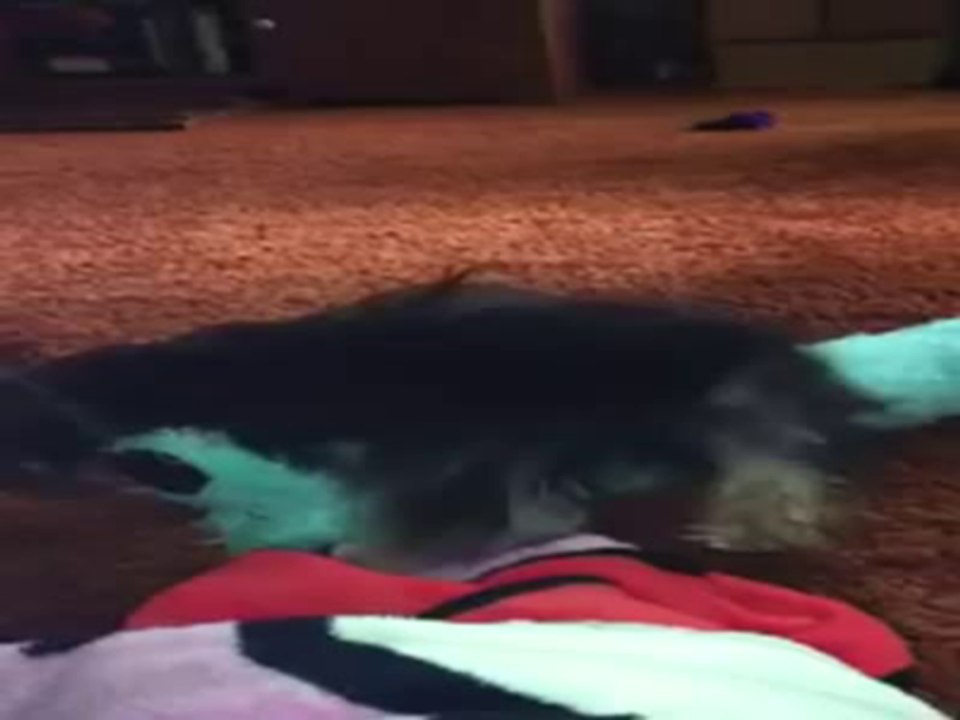 romeo the wrestler