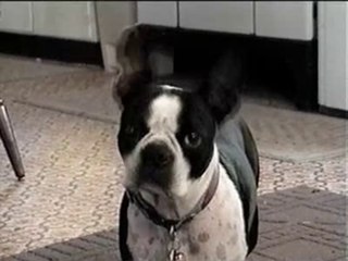 Dog Weighs Her Options