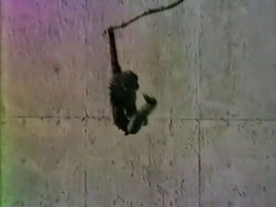 Monkey’s Splash Landing
