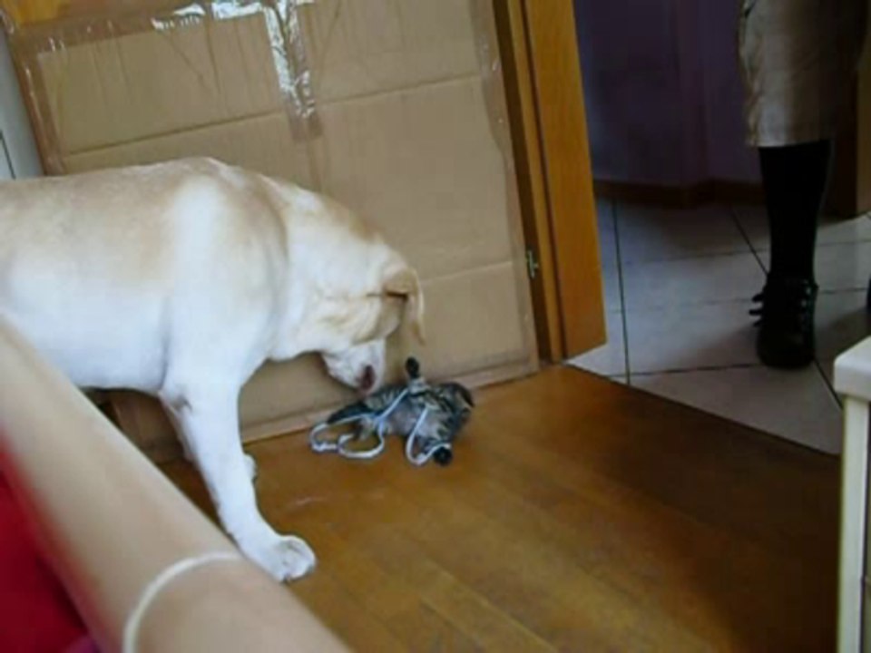 dog &cat sweetly together