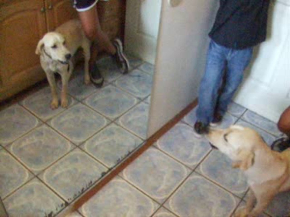 Lab barks at her reflection!