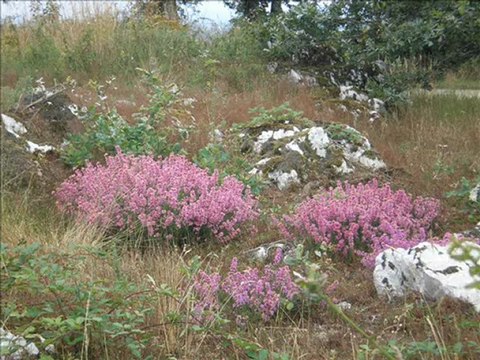 la colline des moulins (Mouilleron-en-Pareds)