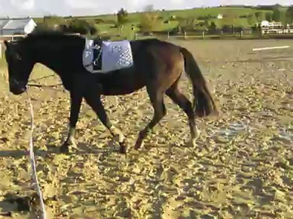 4 novembre 2012 longe avec violine