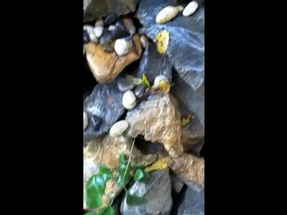 Morgan Grondin- ROCKS