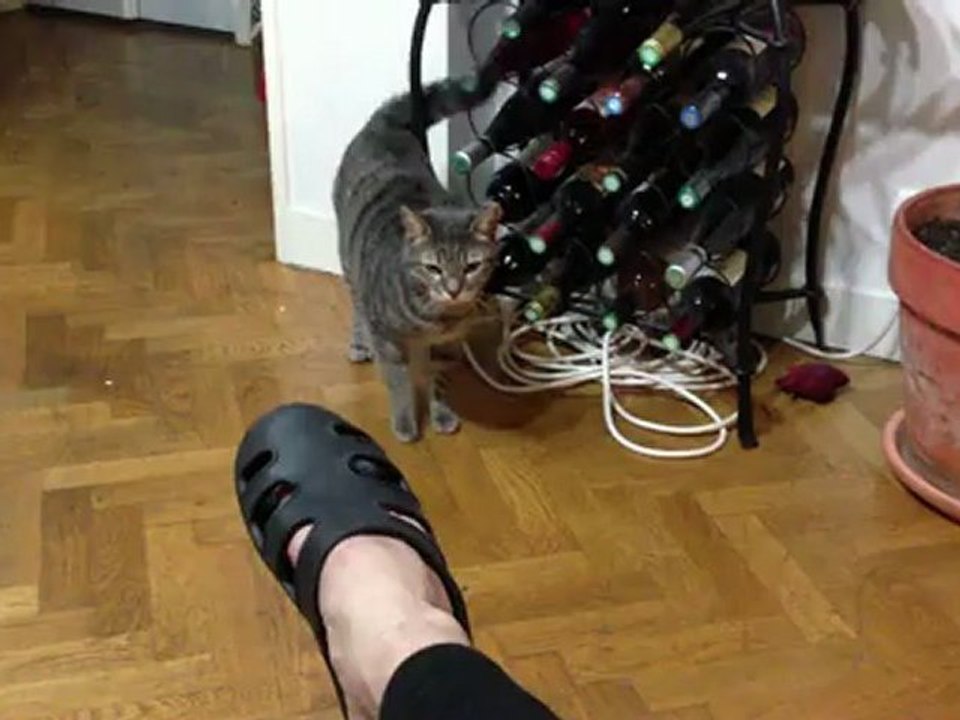 Chaka qui boxe