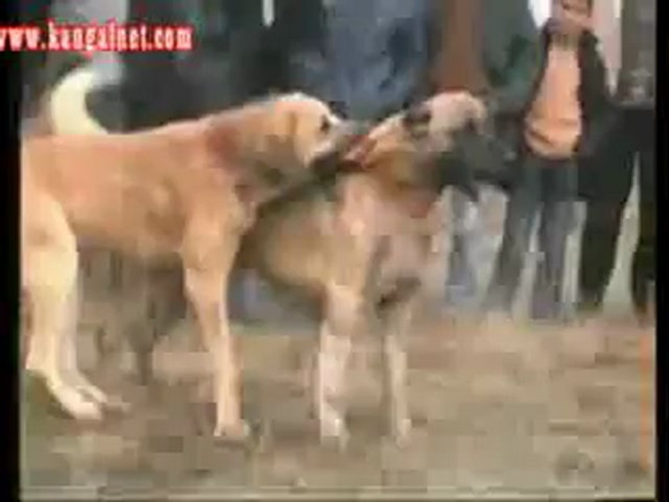 Efsane Güdük  & Efsane Baba Corc