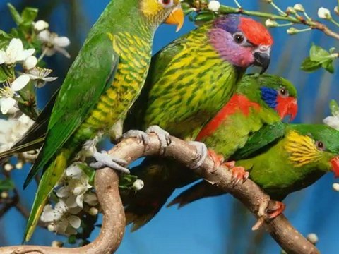 Yasemin Yıldız - Sen Yarim İdun