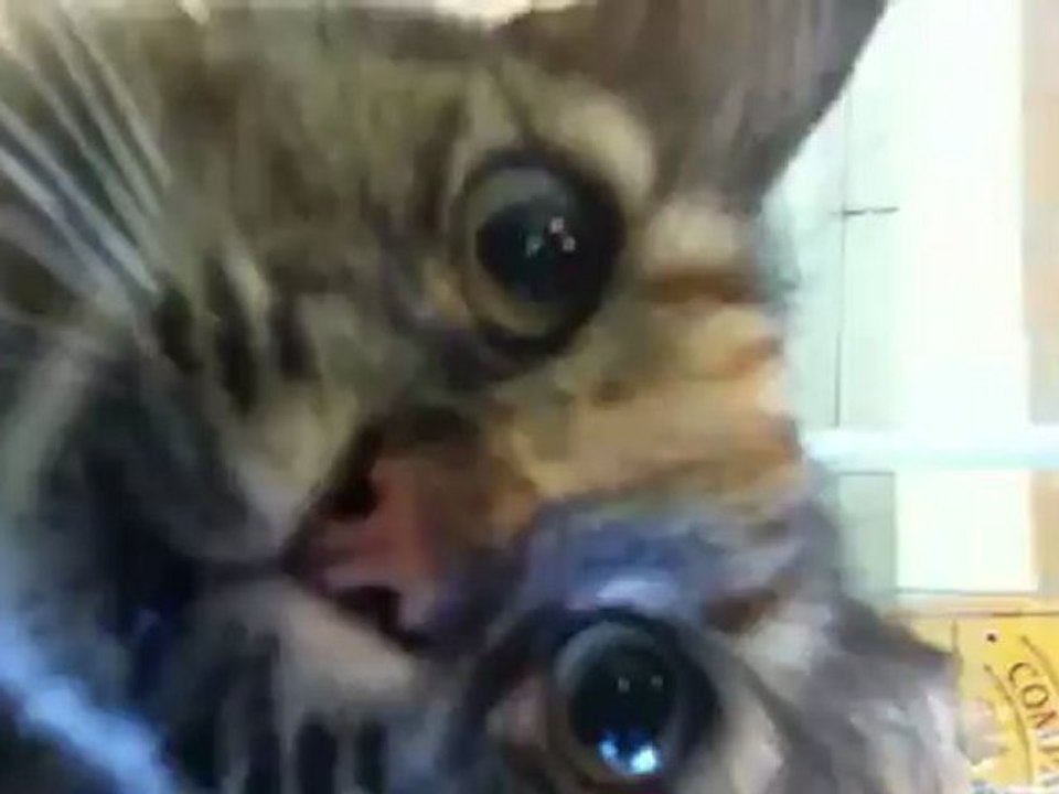 nice cat
