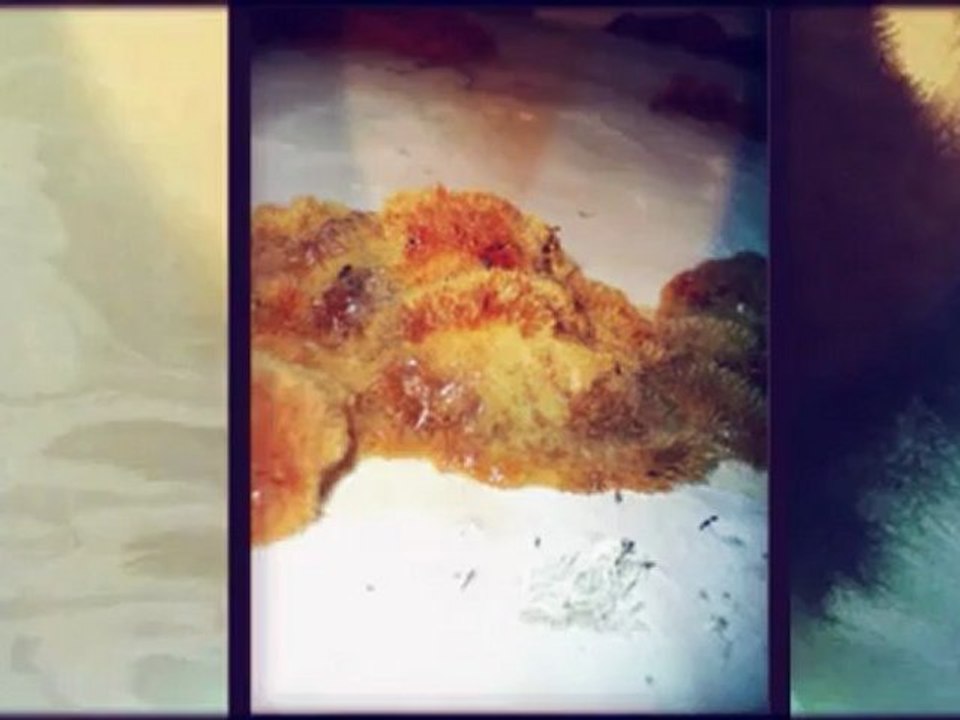 Home Inspection Solutions-Mold Video