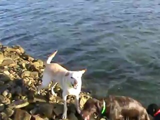 concours de plongeons Elfy et Faolan !