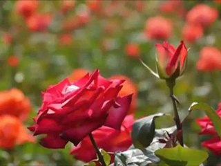 BESTE SEVDA GÜLLERİM