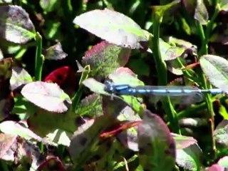 Francis Bowie "What Have We Done" (Music Video)