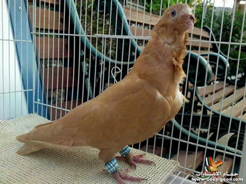 FİLO GÜVERCİNLERİ -www.guvercintv.com/