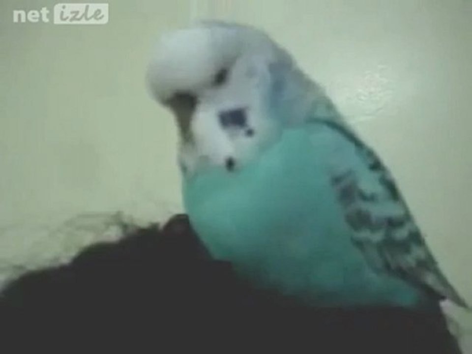 Dünyanın En Çok Konuşan Muhabbet Kuşu Çok Komik