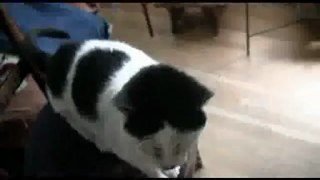 Sen Nelere Kadirsin Dedirtecek 4 gözlü kedi videosu