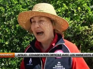 Afrique du sud: Cohabitation difficile avec les manchots du Cap