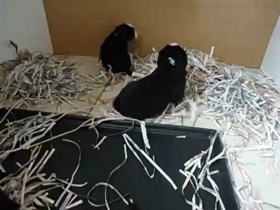 MOV00340 les chiots de babouche ,