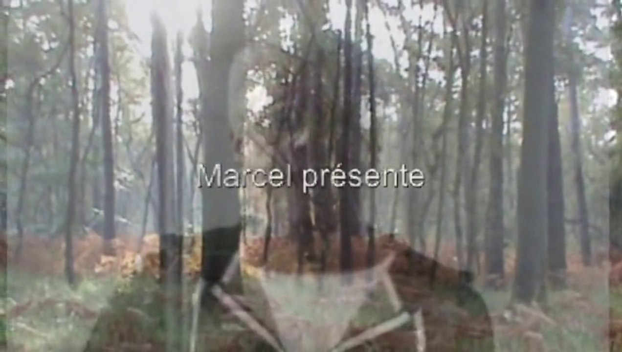 foret du nord