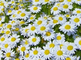 ENSTRUMANTAL   FON MÜZİKLER -  [Yüksek Kalite]