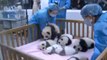 Conozca a los siete bebés pandas más tiernos del mundo