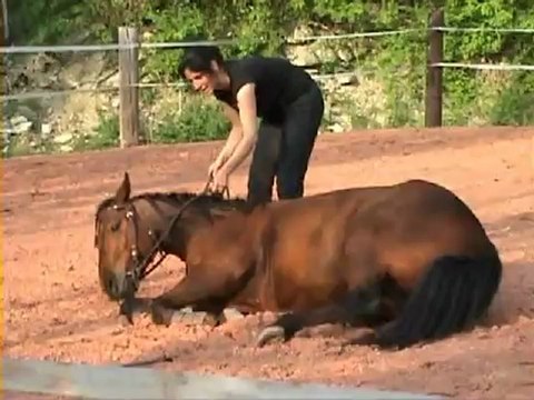 Browny , monté, se couche. Avril 2011.