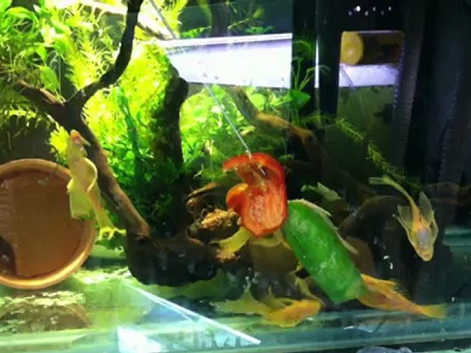 L144 longfin cüce vatoz damızlık ve yavru lar