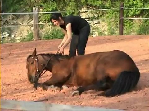 Browny, monté, se couche. Avril 2011.