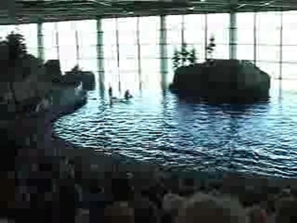 Dolphin Show Shedd Aquarium