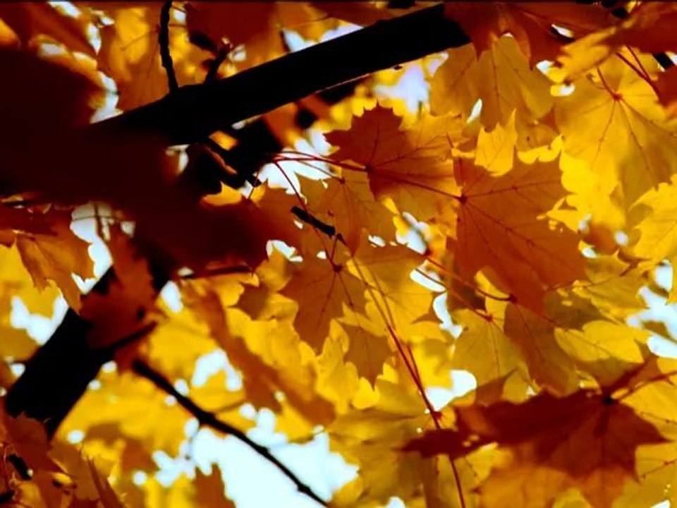 Autumn