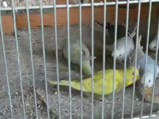 la perruches et le pomme (suite)