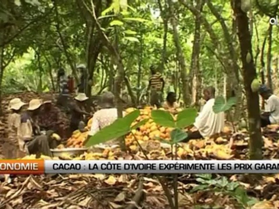 Cacao: La Côte d’Ivoire expérimente les prix garantis