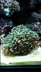 poisson clown dans son ... euphyllia