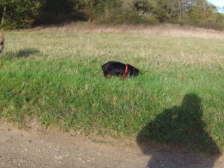 ballade dans les champs (nov. 2012)