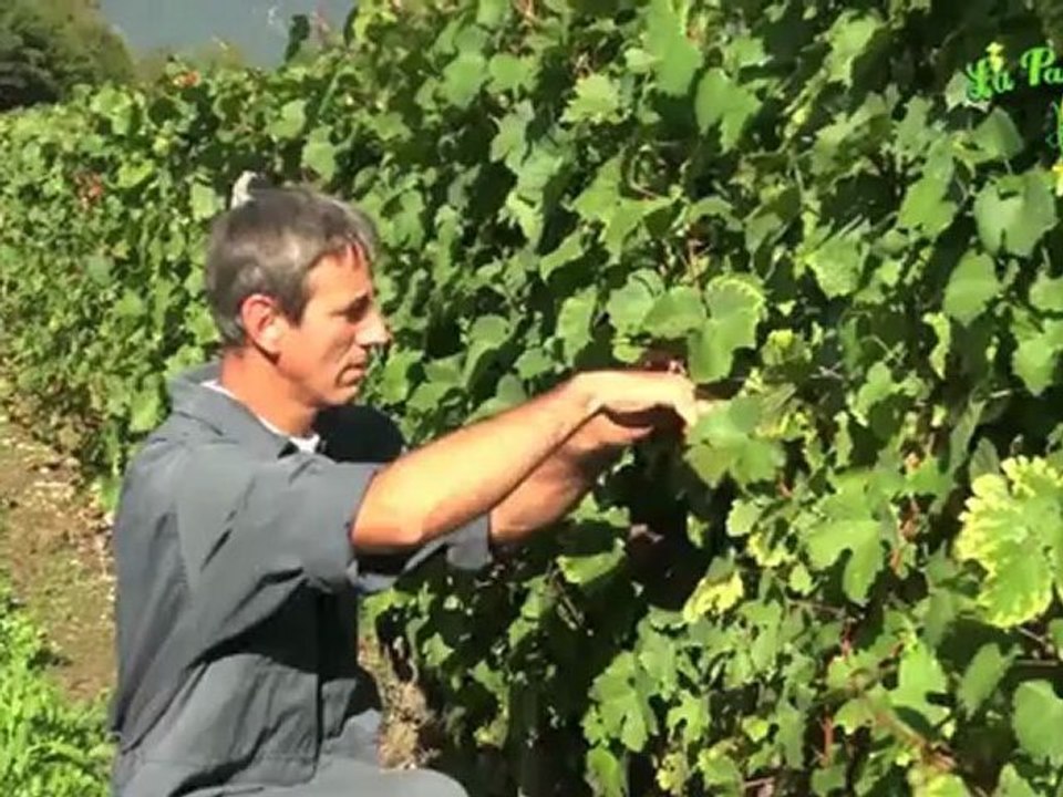 Vin du Bugey - Maison Guilland - La Panouille