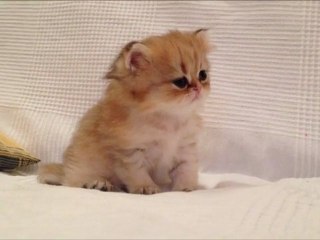 Heidi de Silver Gate - Chaton Femelle Persan Golden Shell