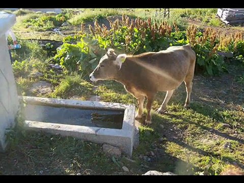 Subaşı köyü yayla resimleri TAN TAŞÇI (SEVDA)