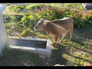 Subaşı köyü yayla resimleri TAN TAŞÇI (SEVDA)
