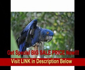 BEST PRICE Sigma 120-400mm f/4.5-5.6 AF APO OS DG HSM Telephoto Zoom Lens for Sony Digital SLR Cameras