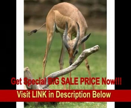 SPECIAL DISCOUNT Sigma 120-300mm f/2.8 EX DG IF HSM APO Telephoto Zoom Lens for Canon SLR Cameras