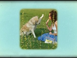 Cheap and effective dog training in gold coast | 1300 306 887