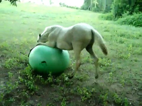 Atın Pilates Topu ile Eğlencesi