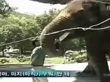 An Asian Elephant Can Clearly Speak in Korean