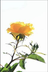 A Media Luz - Julio Iglesias