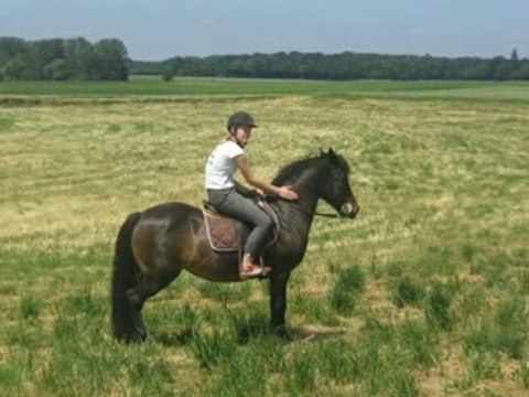des chevaux extraordinaires