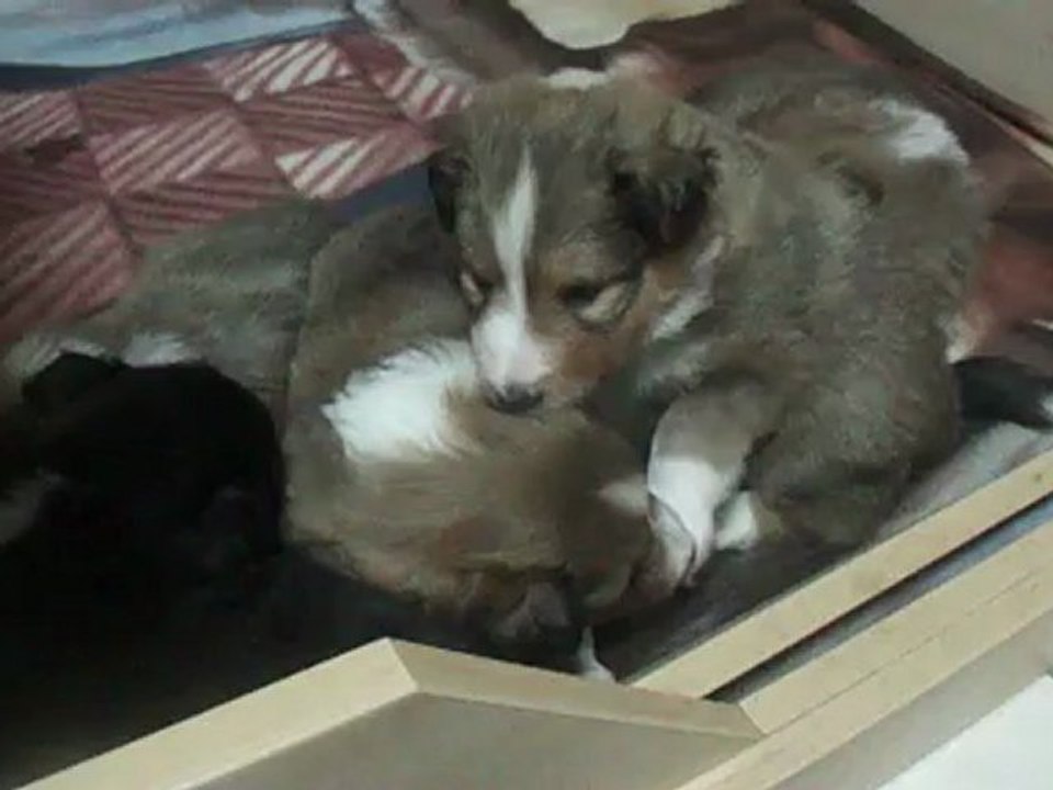 Ma future berger des shetland