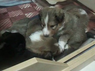 Ma future berger des shetland