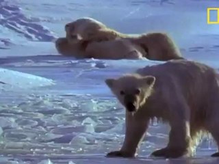 Kutupayısı Anne ve Yavruları