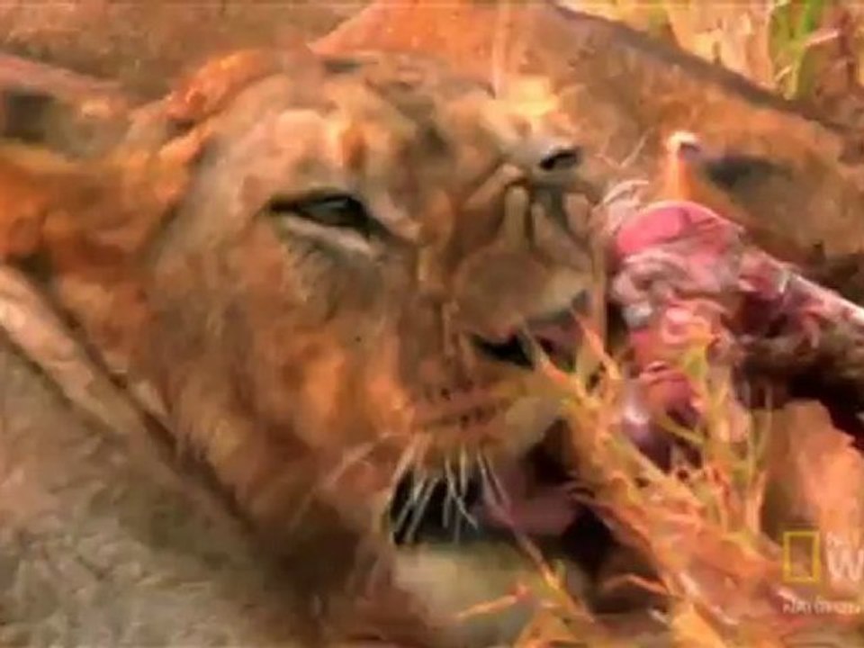 Aslan ve Zebra