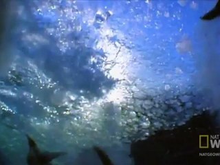 Fok Balığı ve Penguen