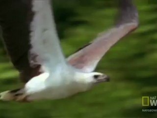 Havadaki Kargalar Kavga Ediyor